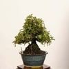 �ߺϡ��뻳ܥ(�������󤷤礦)����*����ʪ ���󥷥祦��Isozansyo��Osreomeles anthyllidifolia var. subrotunda�����ߺ�