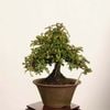 �ߺϡ��뻳ܥ(�������󤷤礦)����*����ʪ ���󥷥祦��Isozansyo��Osreomeles anthyllidifolia var. subrotunda�����ߺ�