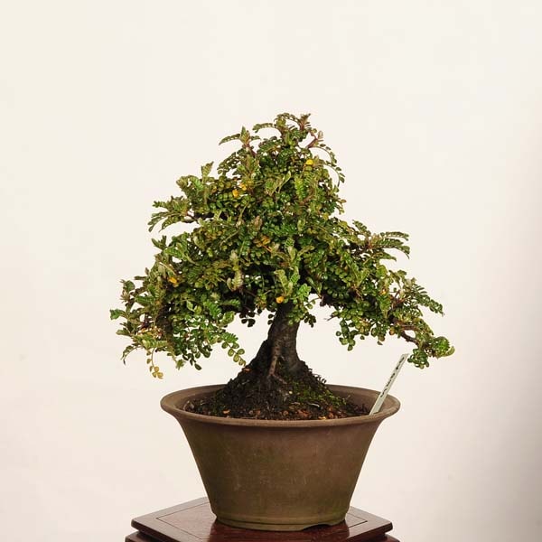 盆栽専門 小品盆栽 磯山椒 自生 磯山椒 A0972 花物実物 イソザンショウ
