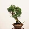 �ߺϡ��������� ����* ����Ѥ�������ѥ� Sabina chinesis��Shinpaku bonsai �����ߺ�