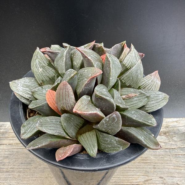 ☆特価☆多肉植物：ハオルチア コンプトhyb.*幅13cm 現品！一品限り