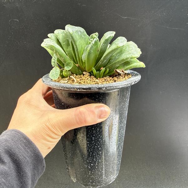 ☆特価☆多肉植物：ハオルチア 静鼓（せいこ）*幅11.5cm 現品！一品