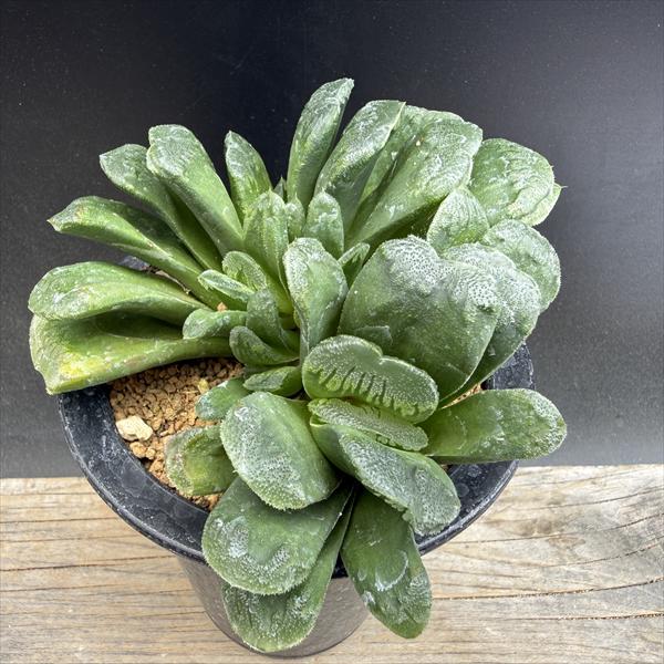 ☆特価☆多肉植物：ハオルチア 静鼓（せいこ）*幅11.5cm 現品！一品