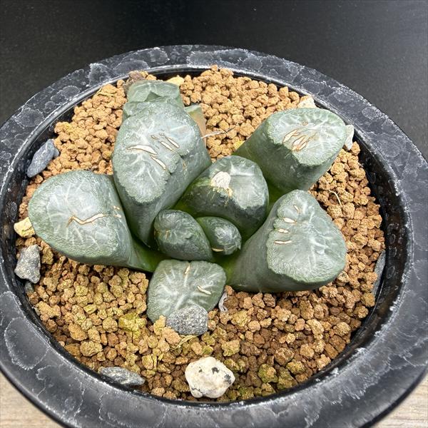 ☆特価☆多肉植物：ハオルチア 金子氏 巨大稲妻万象*幅6.5cm 現品