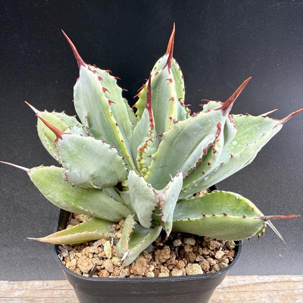 多肉植物：アガベ ポタトルム キュービック錦*幅10cm 現品！一品限り