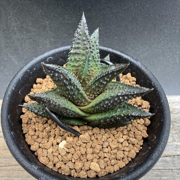 多肉植物：ハオルチア ワイドニグラ*幅4.5cm 現品！一品限り