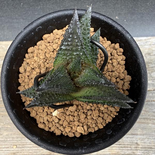 多肉植物：ハオルチア ワイドニグラ*幅4.5cm 現品！一品限り