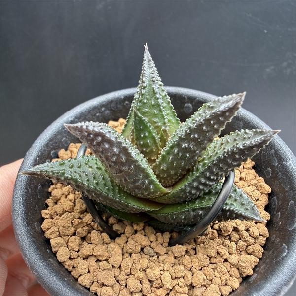 多肉植物：ハオルチア ワイドニグラ*幅4.5cm 現品！一品限り