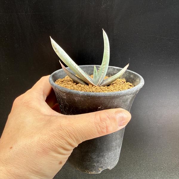 多肉植物：アロエ ラエータ 実生*幅7cm | すべての商品 | 遊恵盆栽 本店