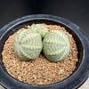 �����ǥå������桼�ե���ӥ������٥�������*��6.5��������ʡ����ʸ¤�