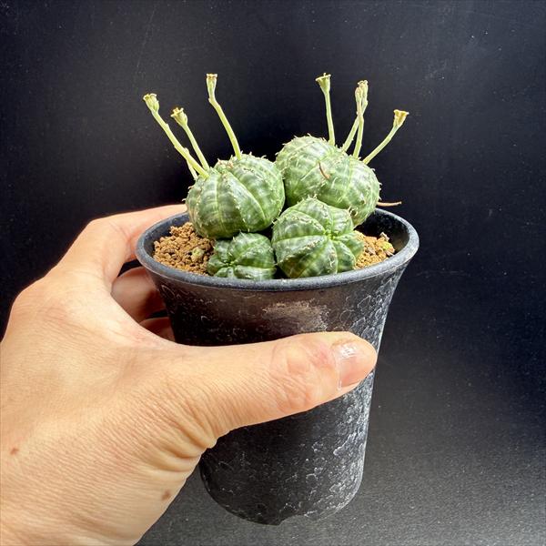 コーデックス：ユーフォルビア バリダ 群生*幅7cm 現品！一品限り