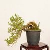 �ߺϡ������� ����*����ʪ �Ϥ����礦�� �ϥ����祦�� hakuchoge bonsai �����ߺ�