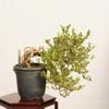 �ߺϡ������� ����*����ʪ �Ϥ����礦�� �ϥ����祦�� hakuchoge bonsai �����ߺ�