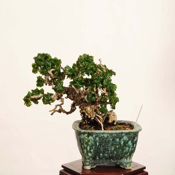 �ߺϡ�������ε���ա�����*����ʪ���Ĥ����ĥ���Tsuta bonsai    �����ߺ�
