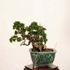 �ߺϡ�������ε���ա�����*����ʪ���Ĥ����ĥ���Tsuta bonsai    �����ߺ�