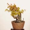 �ߺ� �����������ա�����*����ߤ�����ߥ���Momiji bonsai �����ߺ�