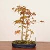 �ߺ� �������մ󤻡�����*����ߤ�����ߥ���Momiji bonsai �����ߺ�