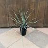 ���տ�ʪ �ġ���å� �����ȥ顼��*4�� Yucca rostrata