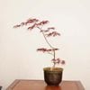 �ߺ� ���Ȼ޿���ա�����*��ߤ�����ߥ���Momiji bonsai �����ߺ�
