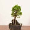 �ߺϡ���ݰ���աʤˤ줱�䤭�ˡ�*���� ����ʪ �˥쥱�䥭 keyaki bonsai�������ߺ�