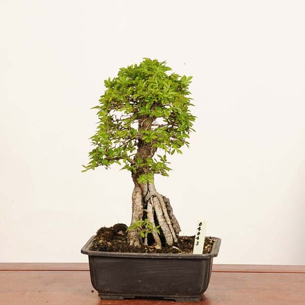 �ߺϡ���ݰ���աʤˤ줱�䤭�ˡ�*���� ����ʪ �˥쥱�䥭 keyaki bonsai�������ߺ�