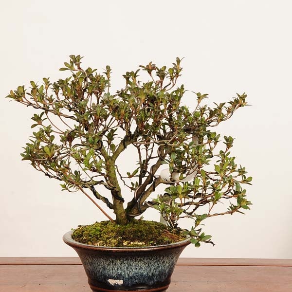 �ߺ� ������(��ɱ)����*����ʪ ���Ĥ������ĥ� Rhododendron indicum��Satsuki bonsai �����ߺ�