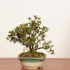 �ߺ� ������(��ɱ)����*����ʪ ���Ĥ������ĥ� Rhododendron indicum��Satsuki bonsai �����ߺ�