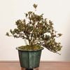 �ߺ� ������(��ɱ)����*����ʪ ���Ĥ������ĥ� Rhododendron indicum��Satsuki bonsai �����ߺ�