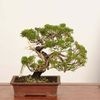�ߺ� ���������� ����* ����ʪ������Ѥ�������ѥ���Shinpaku bonsai �����ߺ�