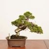 �ߺ� ���������� ����* ����ʪ ����Ѥ�������ѥ���Shinpaku bonsai �����ߺ�