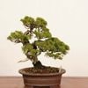 �ߺ� ���������� ����* ����ʪ ����Ѥ�������ѥ���Shinpaku bonsai �����ߺ�