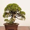 �ߺ� ���������� ����*����ʪ ����Ѥ�������ѥ���Shinpaku bonsai �����ߺ�