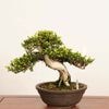 �ߺ� ���������(�������˸���*����ʪ ������ Taxus cuspidata Ichii bonsai �����ߺ�
