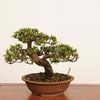 �ߺ� ���������(��������ȭ����ͭ ����*����ʪ ������ Taxus cuspidata Ichii bonsai �����ߺ�