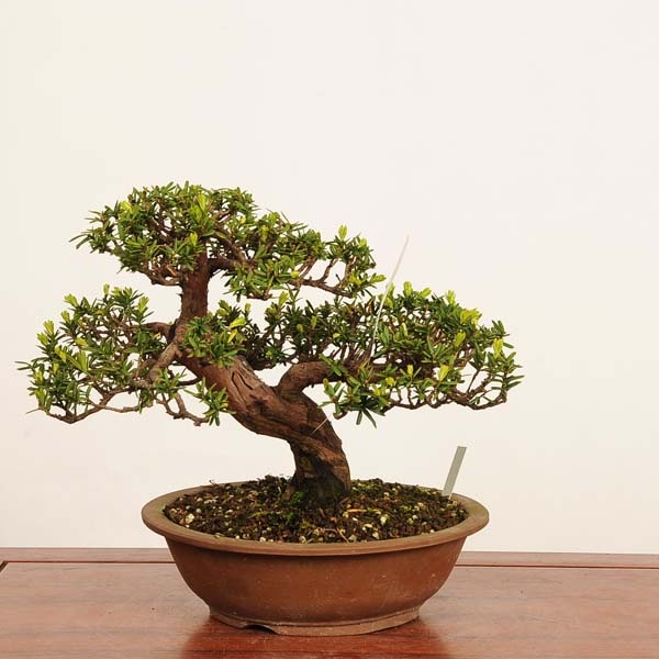 盆栽 特選：一位(イチイ）鉢カケ有 現品*一点物 いちい Taxus