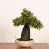 �ߺϡ��뻳ܥ����(�������󤷤礦)����*����ʪ ���󥷥祦��Isozansyo��Osreomeles anthyllidifolia var. subrotunda�����ߺ�