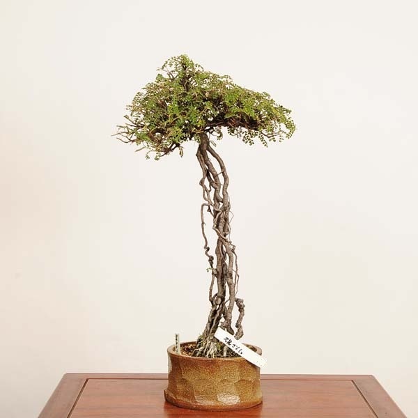 盆栽：磯山椒(いそざんしょう)現品 一点物*サンショウ Isozansyo