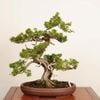 �ߺ� ���������� ����*����ʪ ����Ѥ�������ѥ���Shinpaku bonsai �����ߺ�