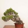 �ߺ� �������־��ʥ����ޥġ�*���� ����ʪ �����ޤ� Akamatsu bonsai  �����ߺ� �緿��ޥ������� 