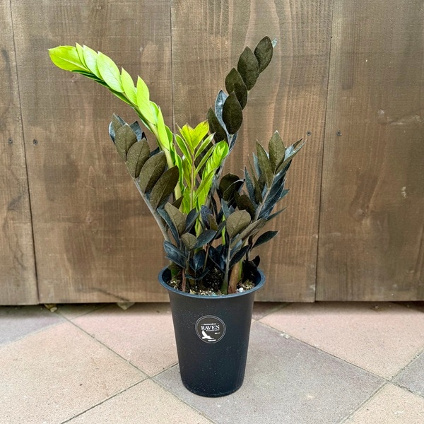 観葉植物：金銭樹 ザミオクルカス レイヴン*6号 | すべての商品 | 遊恵