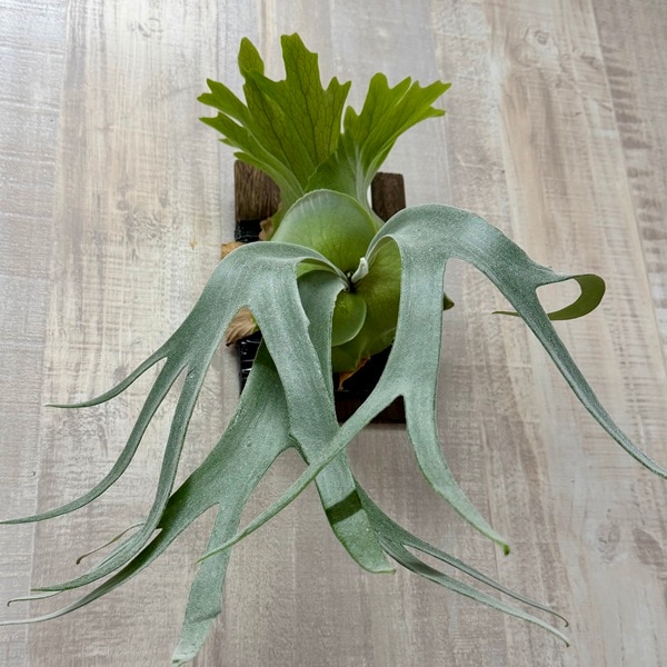 観葉植物：ウィリンキー コットンクラウド 板付け*ビカクシダ コウモリ