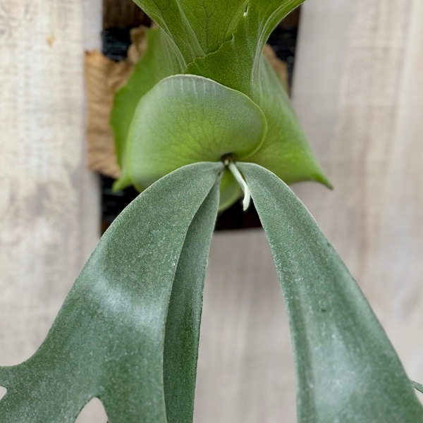 観葉植物：ウィリンキー コットンクラウド 板付け*ビカクシダ コウモリ