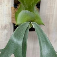 観葉植物：ウィリンキー コットンクラウド 板付け*ビカクシダ コウモリ