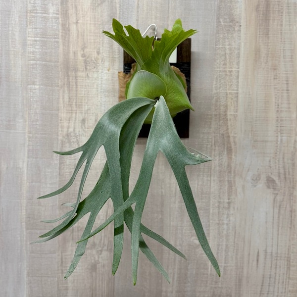 ビカクシダ　ウィリンキー　コットンクラウド 観葉植物：ウィリンキー コットンクラウド 板付け*ビカクシダ コウモリ