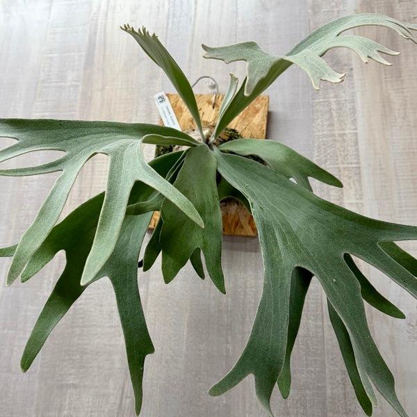 観葉植物：ウィリンキー セルソタツタ 板付け*ビカクシダ コウモリラン
