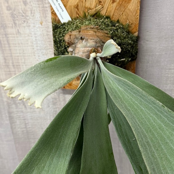観葉植物：ウィリンキー セルソタツタ 板付け*ビカクシダ コウモリラン
