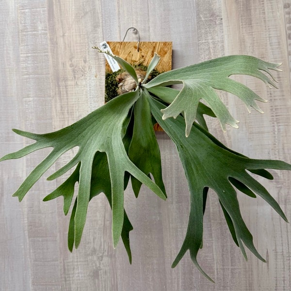 観葉植物：ウィリンキー セルソタツタ 板付け*ビカクシダ コウモリラン