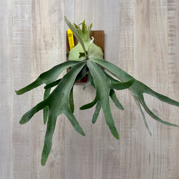 観葉植物：ウィリンキー ペドロタツタ 板付け*ビカクシダ コウモリラン