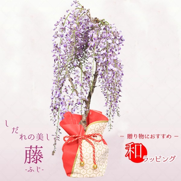 遅れてごめんね母の日ギフト：母の日開花藤＆どら焼きセット