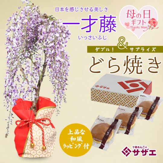 遅れてごめんね母の日ギフト：母の日開花藤＆どら焼きセット